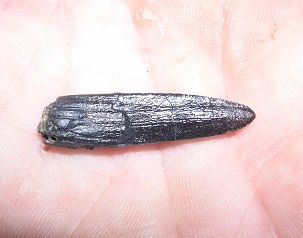 Apatosaurus tooth 2